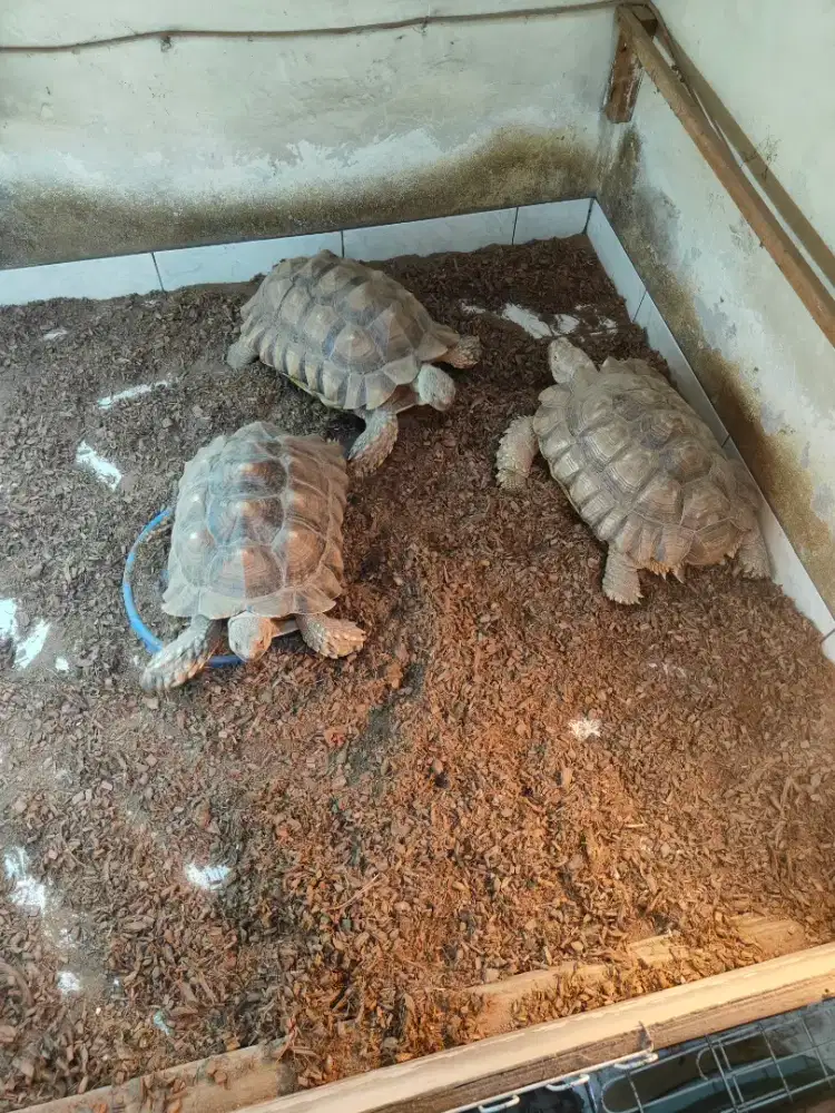 Kura kura sulcata