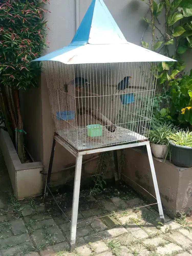Kandang besi beo