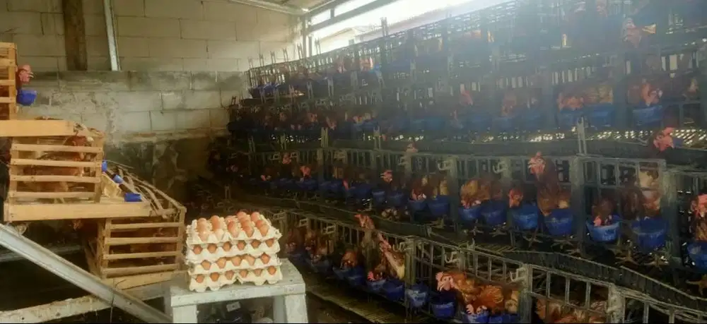 Ayam Petelur Produksi