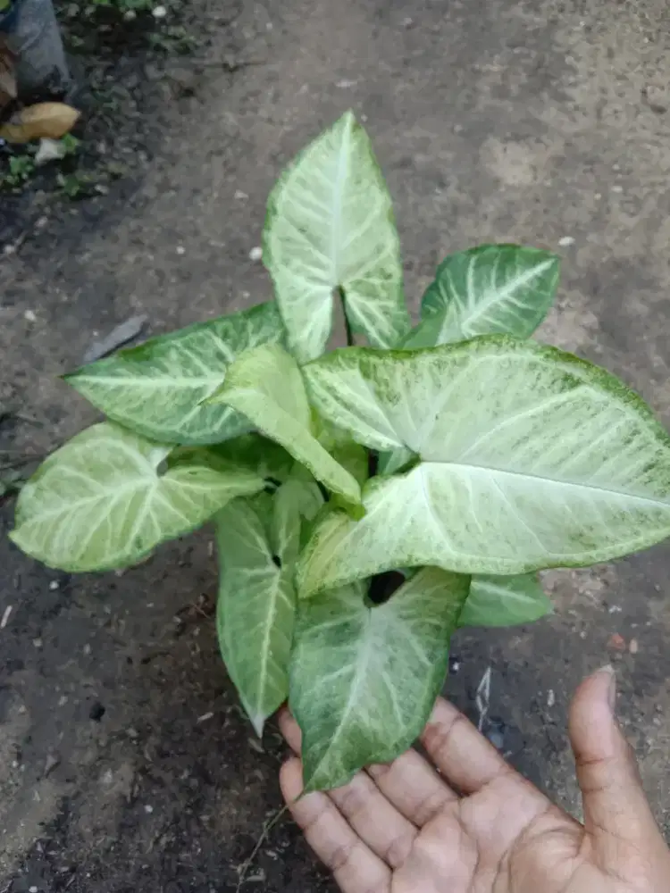 Tanaman Syngonium Hijau