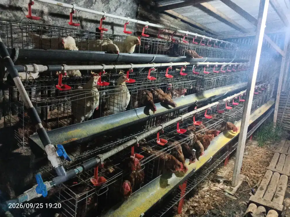 Di jual kandang Ayam petelur kapasitas 96ekor