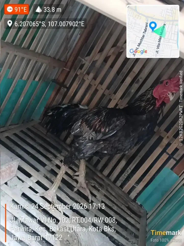 Ayam Super Gede Sehat