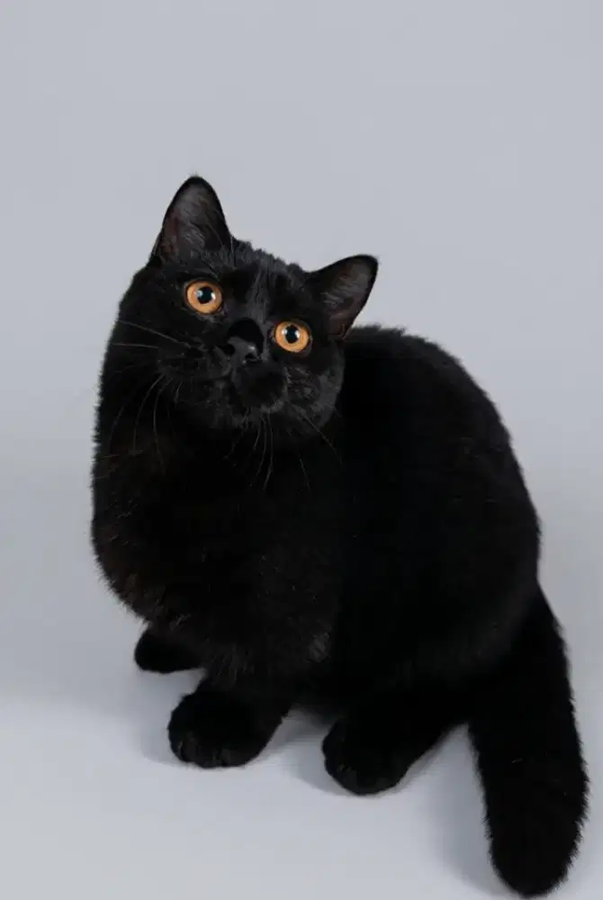 Munchkin BSH Black Solid Carier Cinnamon