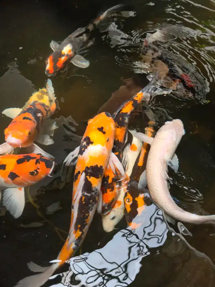 Di jual Ikan Koi Lokal terawat
