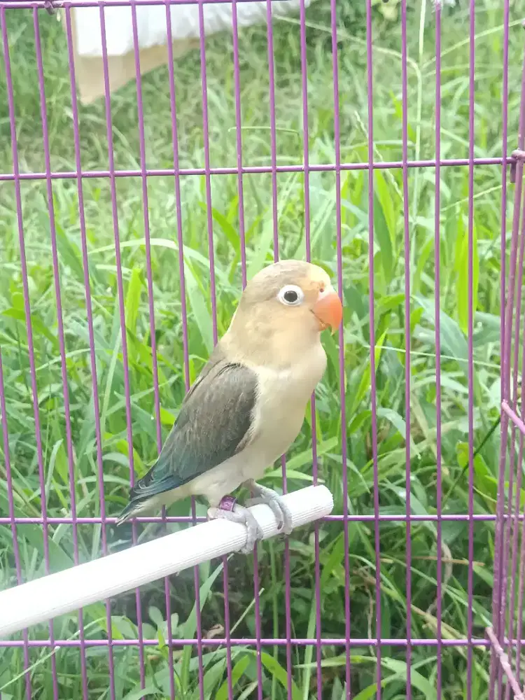 Lovebird pb euwing
