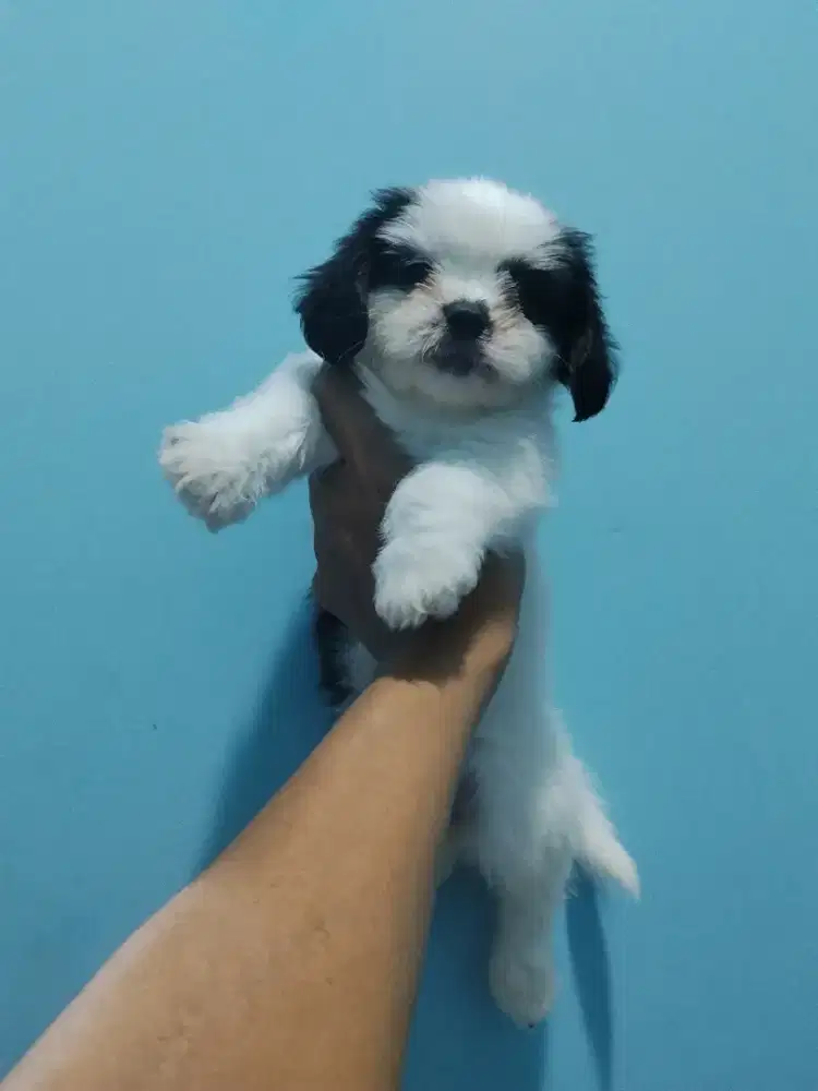anak anjing shitsu betina super gemoy