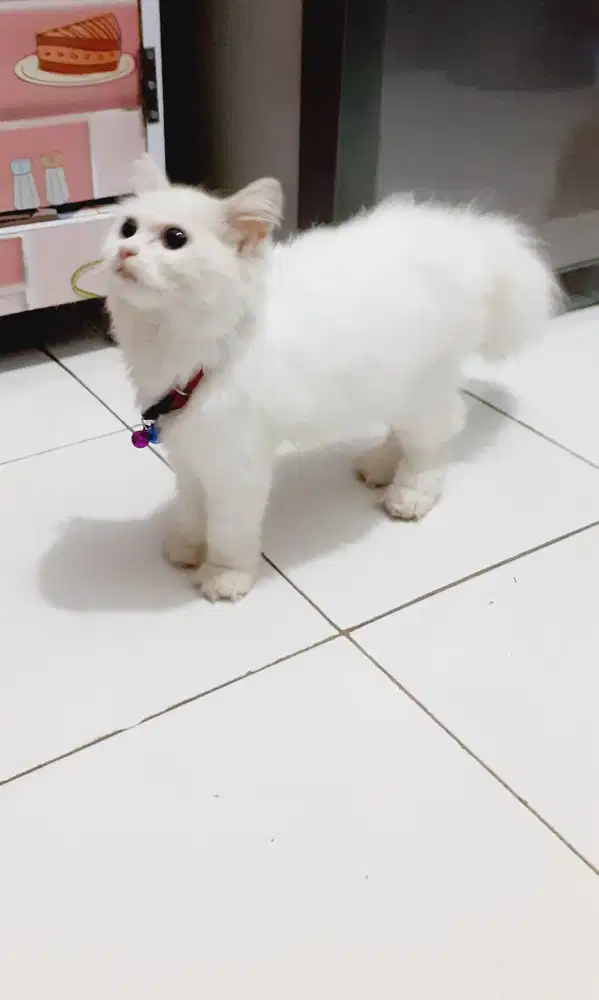 Kucing persia putih