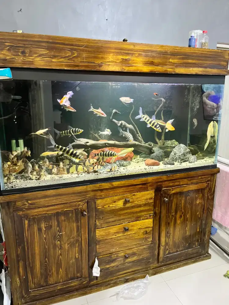 Aquarium fullset sama isi ukuran 156x56x70cm