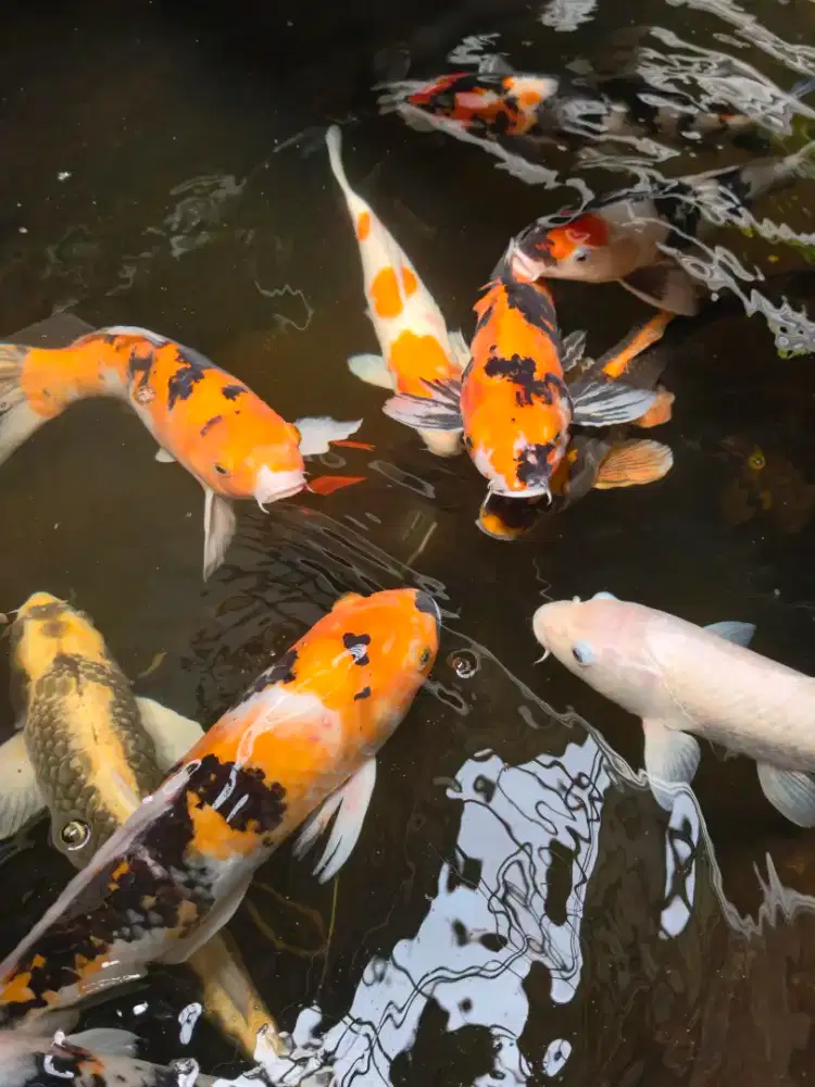 Jual Ikan Koi lokal besar