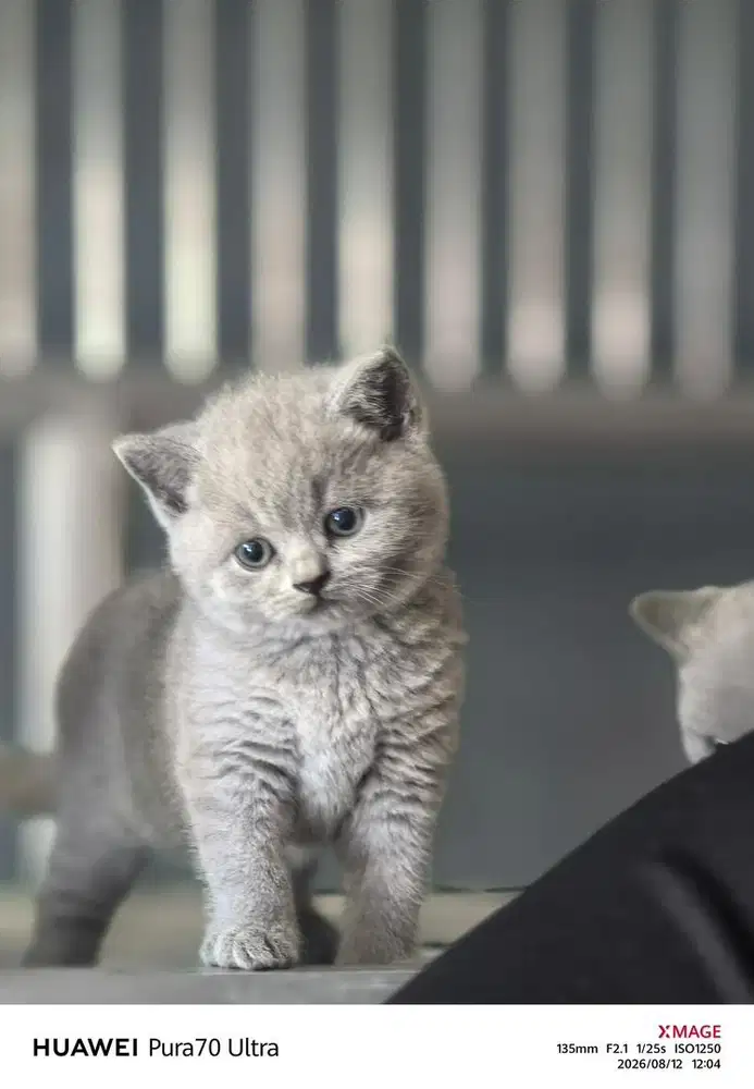 british shorthair