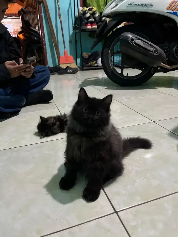 PERSIA LONGHAIR 3 BULAN JANTAN