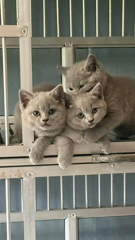 british shorthair