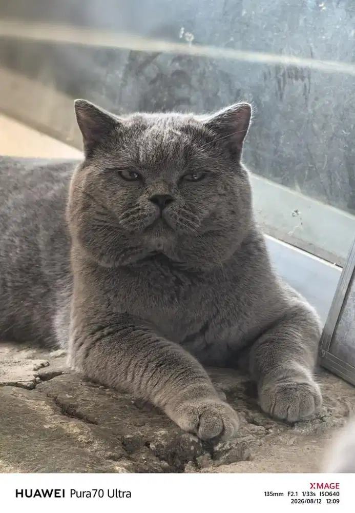 Jasa pacak british shorthair