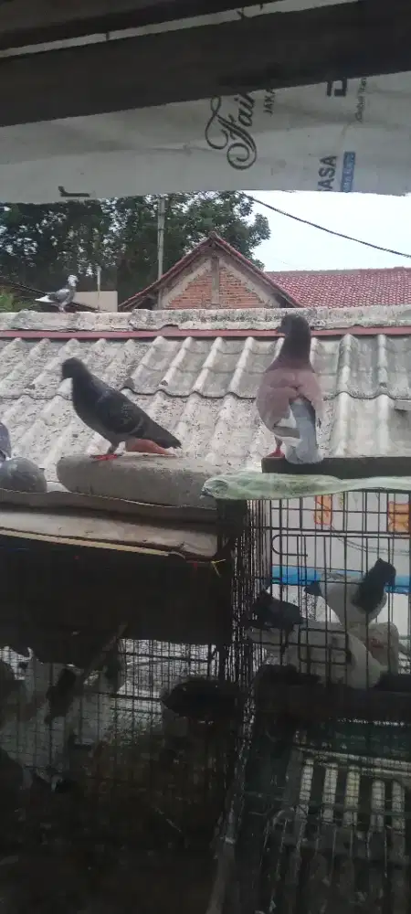 Burung dara giring biasa