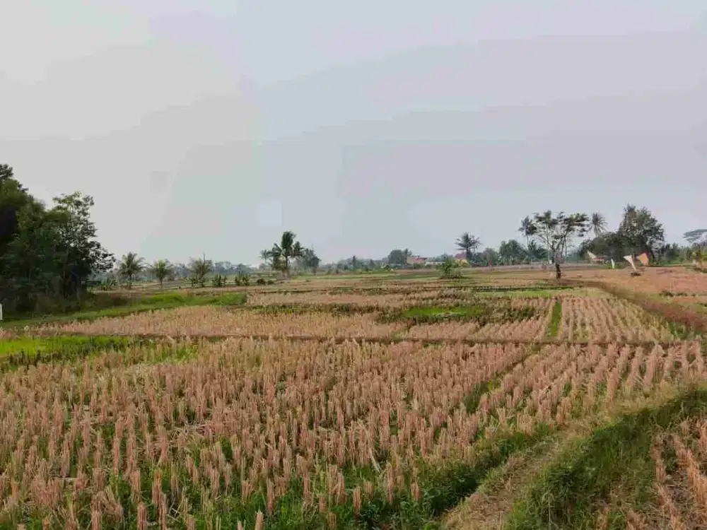 Jual Tanah sawah di Cianjur , Kabupaten Bogor