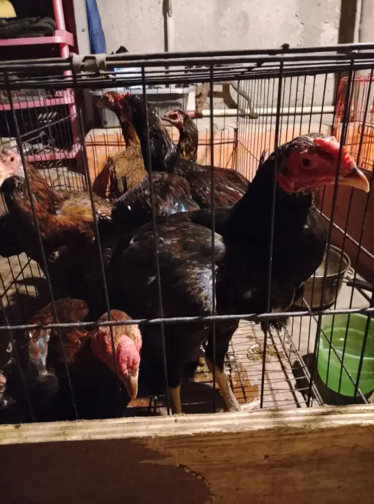 Ayam kampung idup