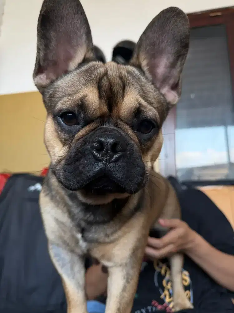 French bulldog/ frenchie jantan fawn sable STB
