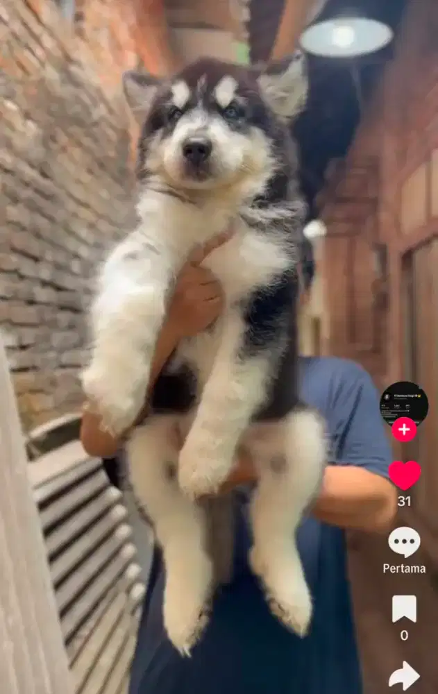 Alaskan malamute