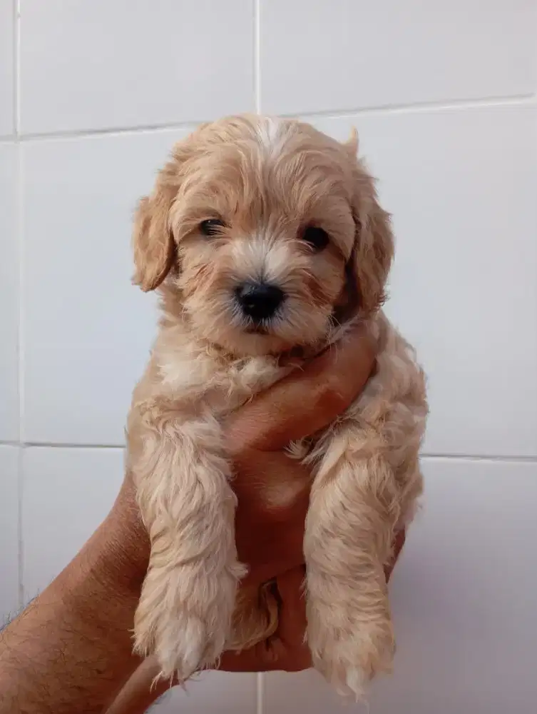 puppy toy red poodle
