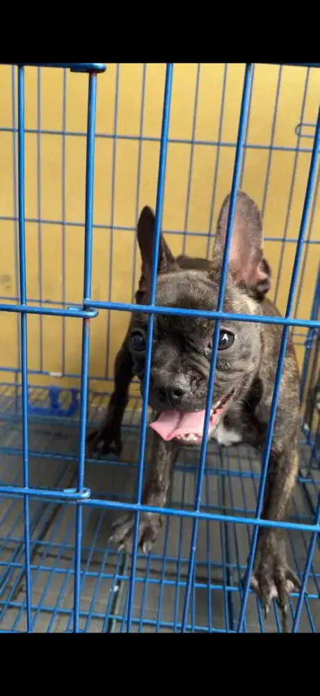 French bulldog / frenchie betina stb