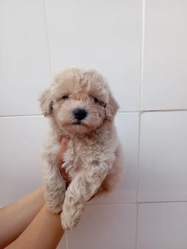 puppy toy red poodle