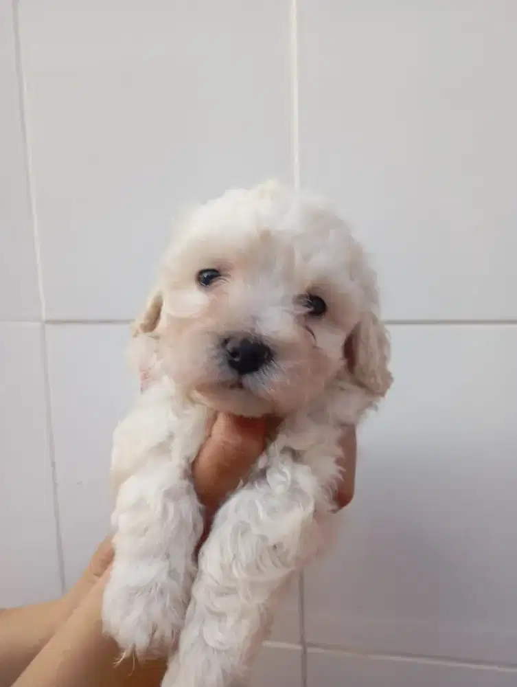 puppy toy red poodle