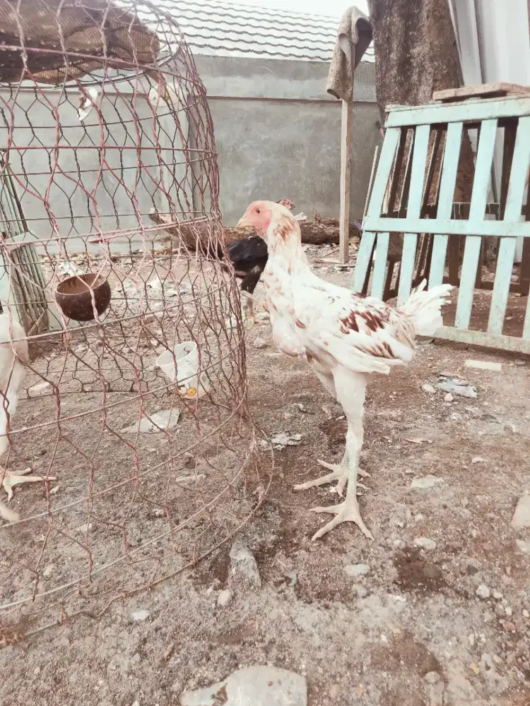 Ayam Plucker 3bulan