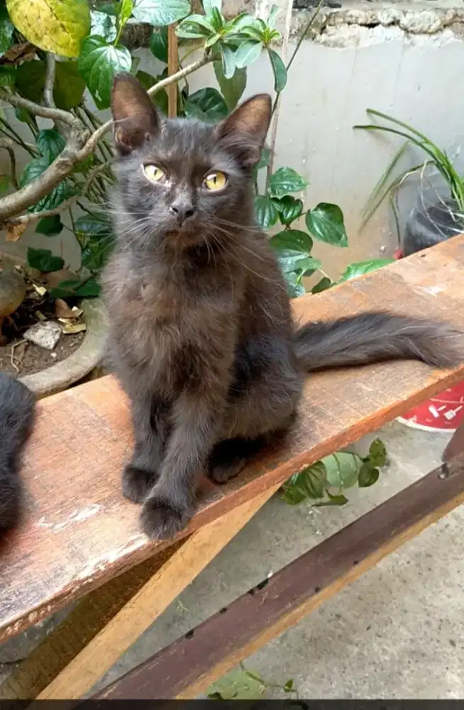 Cat sitter(mengurus kucing+kedokter, grooming)
