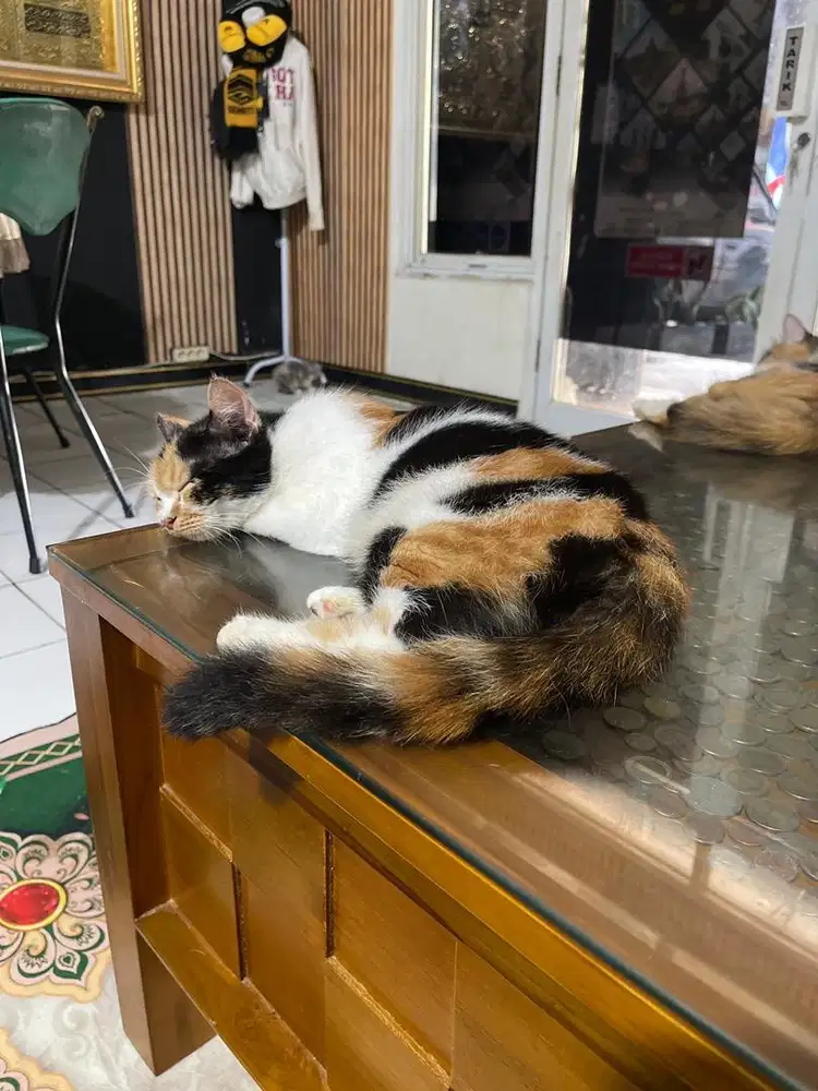Kucing peranakan munchin n BSH
