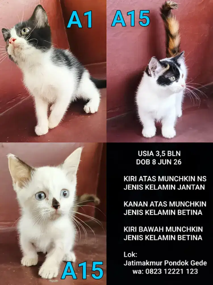 Anakan kucing cebol / kitten Munchkin