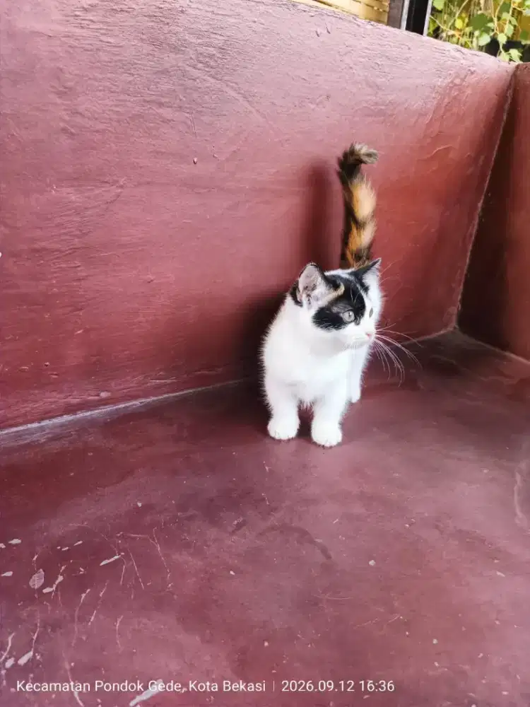 Anakan kucing cebol / kitten Munchkin