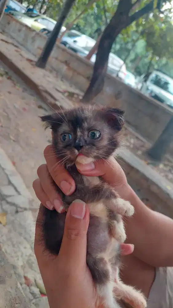 Kucing scotish fold