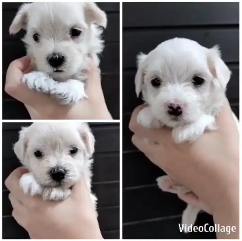 Maltese 2 jantan 1 betina