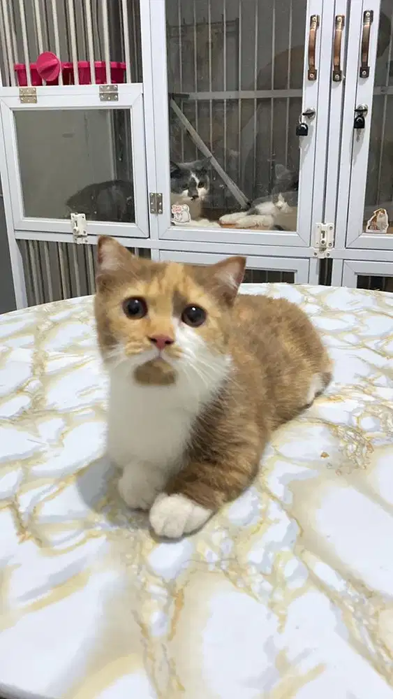 Munchkin Single Fold Calico Cinnamon
