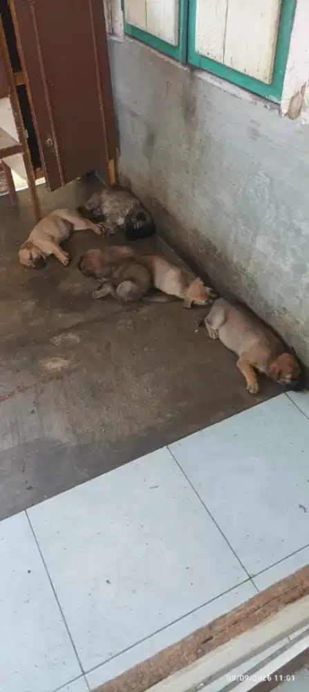 Anak anjing lucu