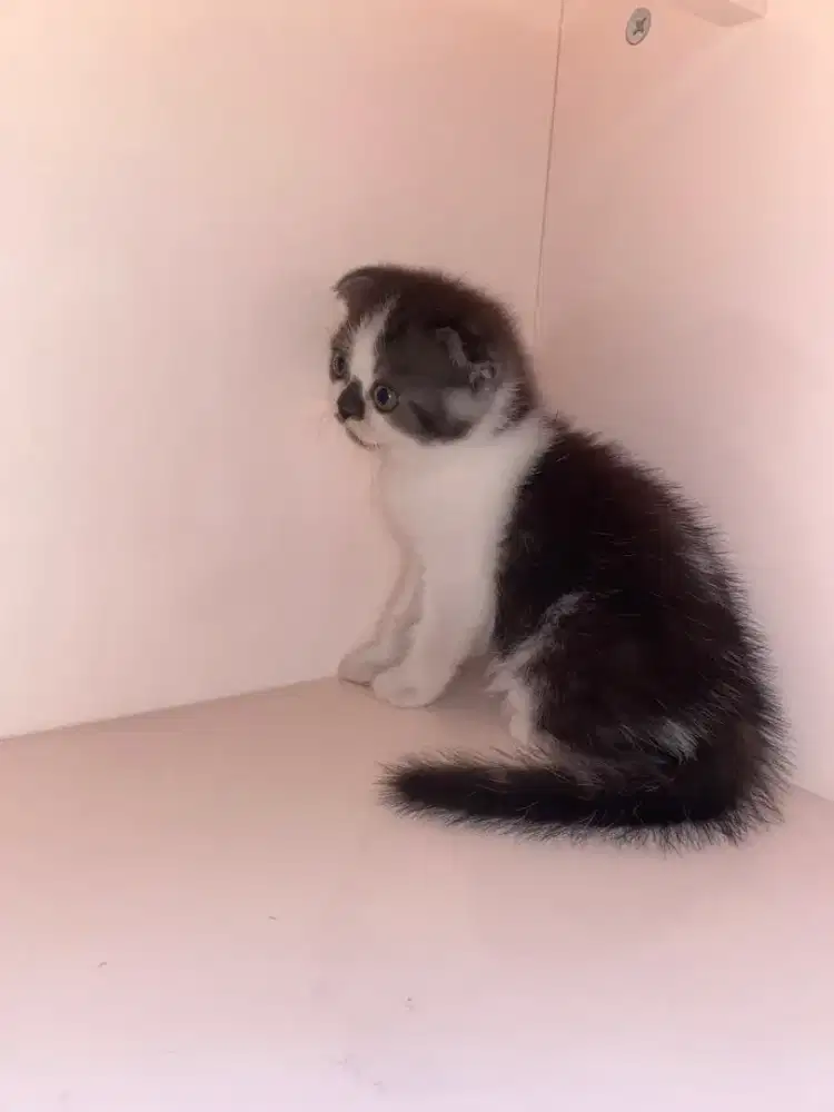 Kitten Jantan mix Munchkin peaknose