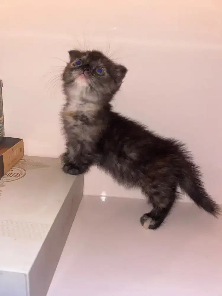 Munchkin kitten betina