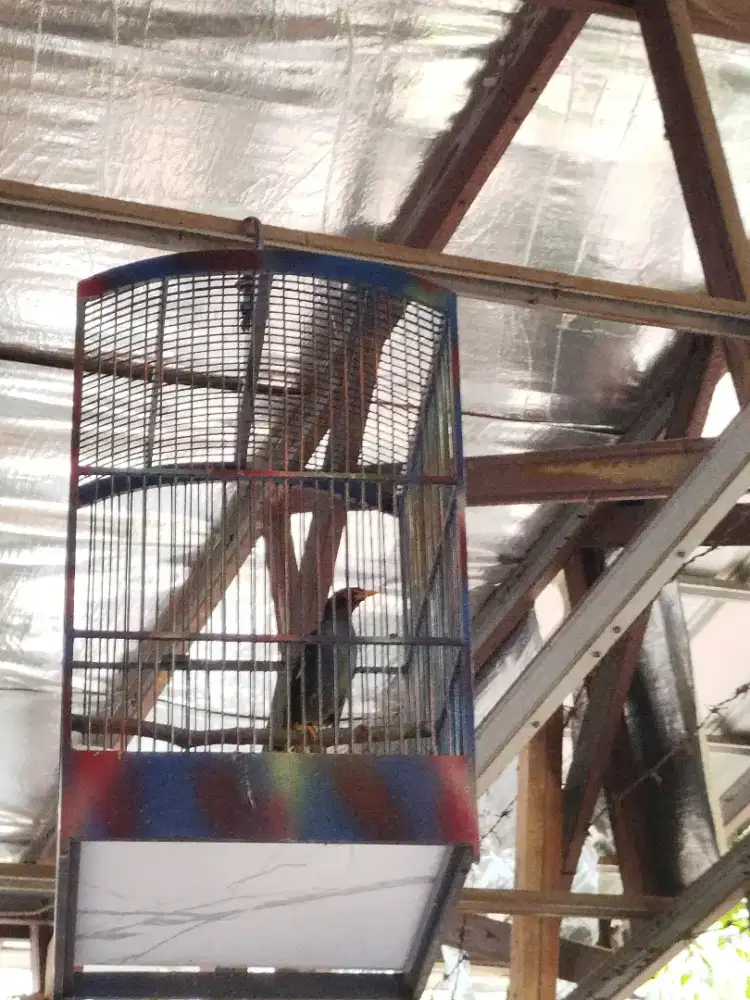 Burung jalak kebo rajin fullset