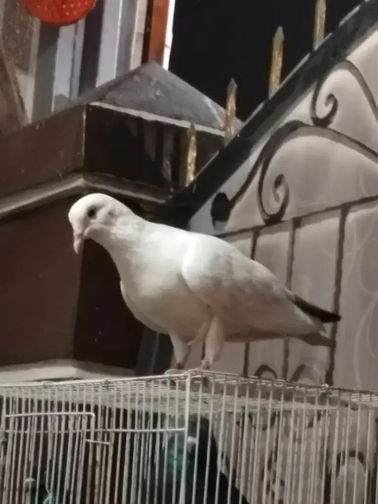 Merpati betina pacekan