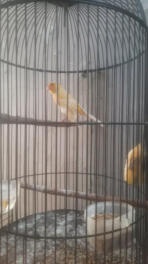 Kenari loper bodi big panjang