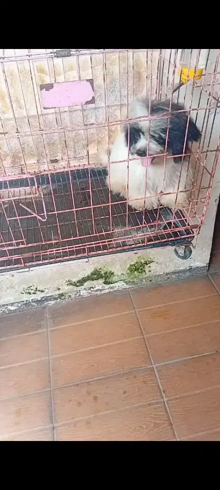 Shitzu jantan 4 bln