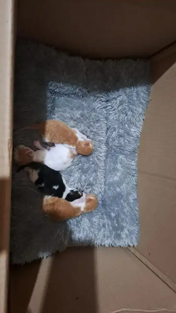 ingin mencari krja setrika ke rumah2