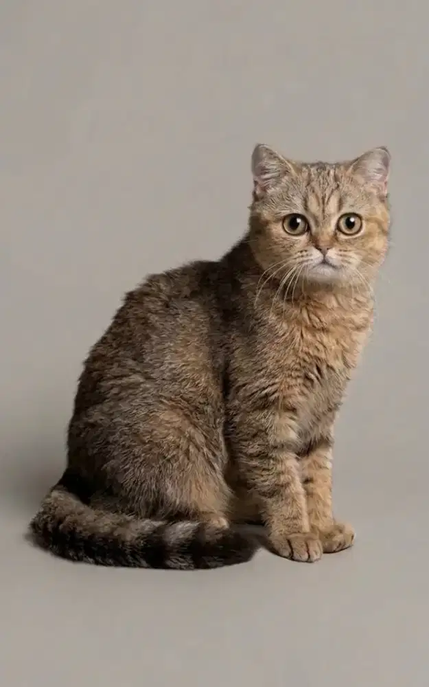 BSH Golden Female