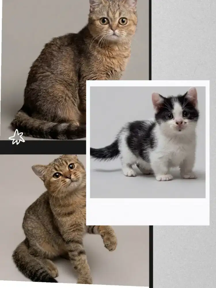 Borongan BSH dan Munchkin BSH