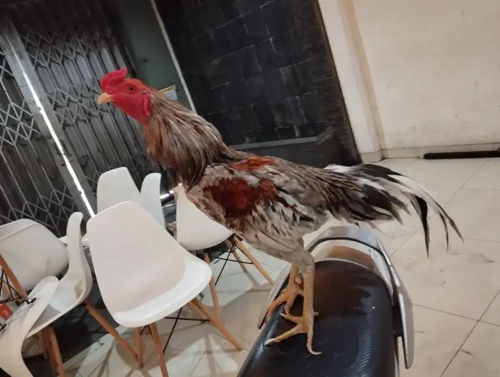 Dijual Ayam Mangon minusan