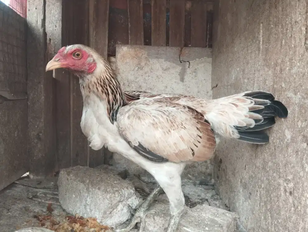 Dijual Ayam BK Pamangon 3D Line