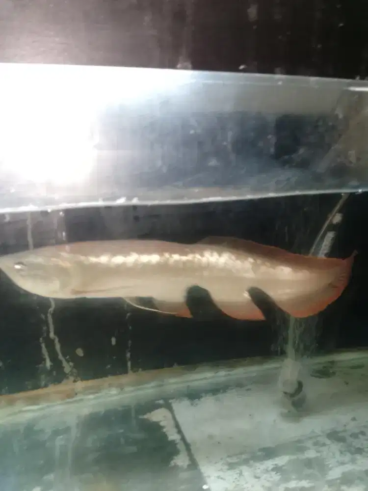 Arwana silver Rare/unik