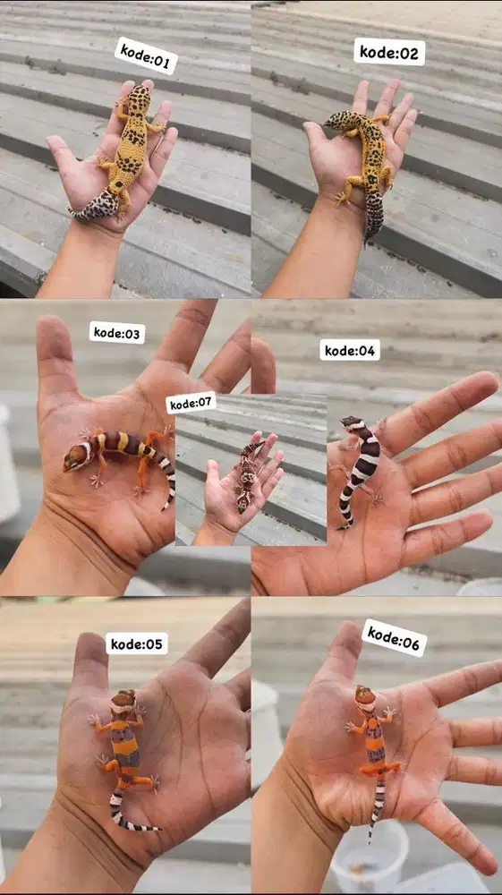 LEOPARD GECKO START 100-500 nego tipis