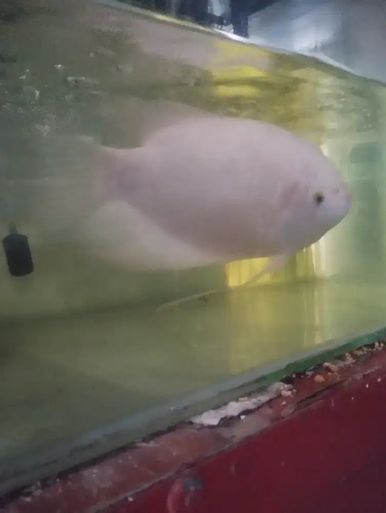 Ikan gurame padang ukuran 8 jari