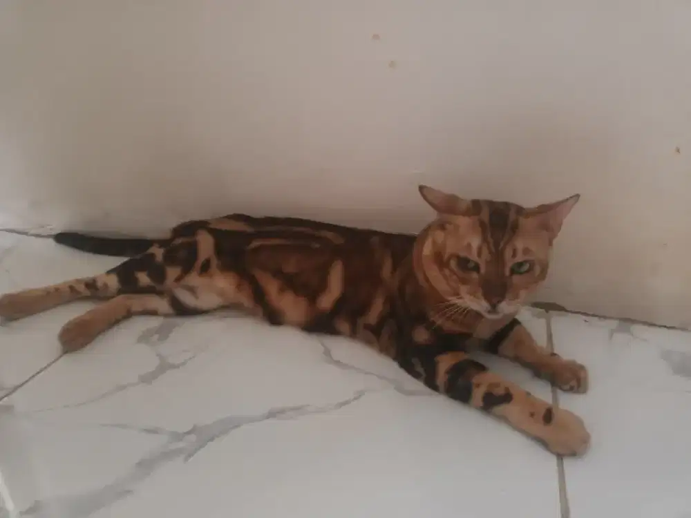 Bng4l jantan, pure bukan campuran